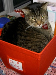 Ruckus, making himself at home in whatever container he felt like.