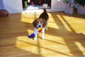 Opus with his original binkie