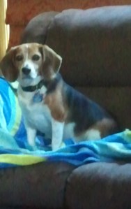 Eventually, Opus learned to behave on the couch